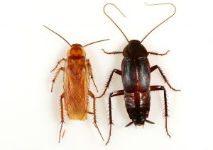 La diferencia entre la cucaracha y el bicho de agua