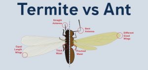 Diferencia entre las termitas y las hormigas voladoras