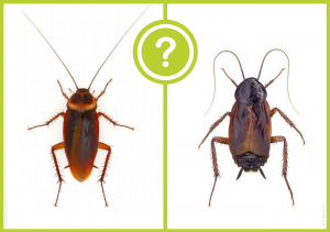 Bicho de Agua vs Cucaracha: una Guía Completa (4 Formas de Deshacerse de ellos)
