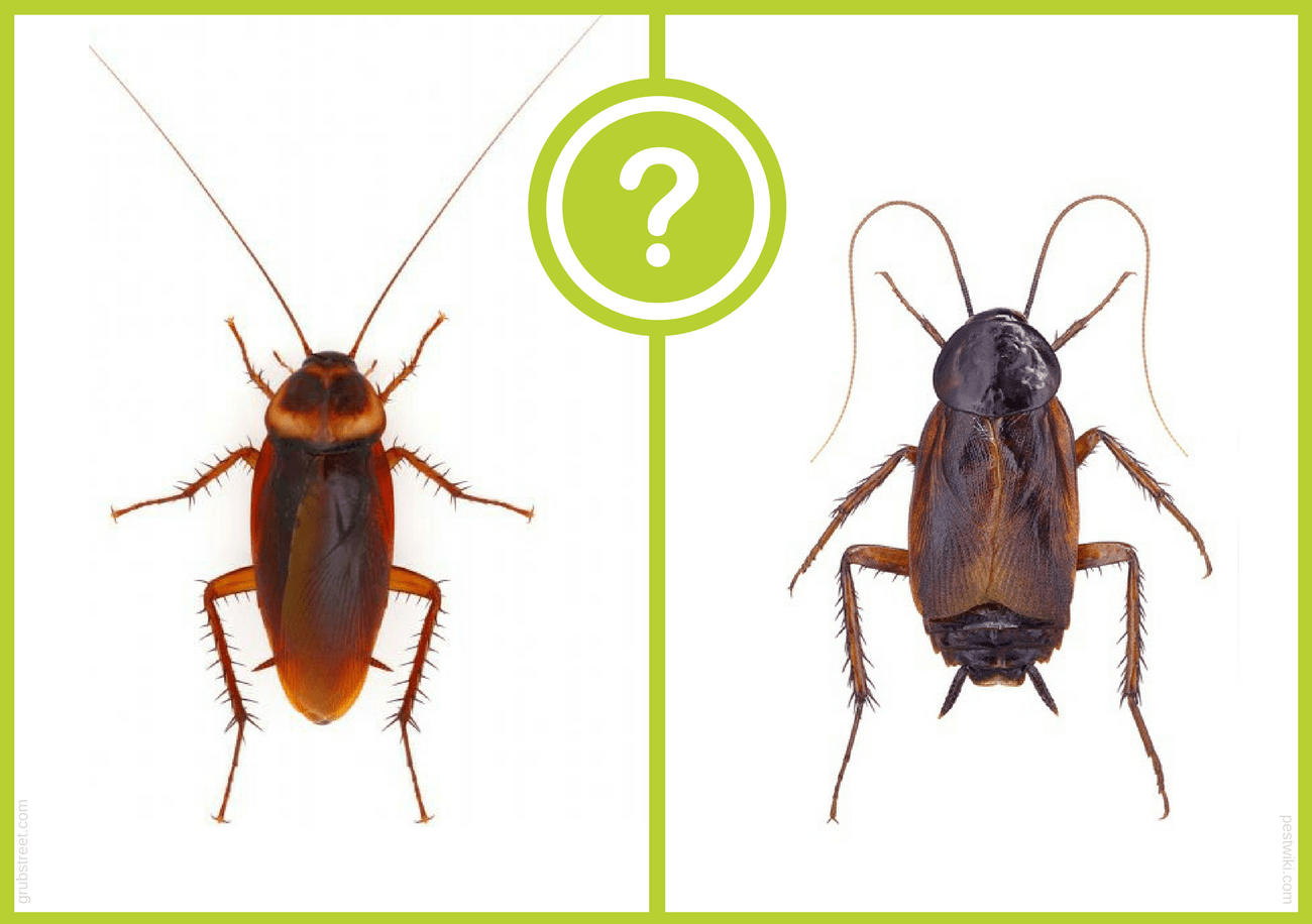 Bicho de Agua vs Cucaracha: una Guía Completa (4 Formas de Deshacerse de ellos)