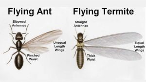 Tamaño de alas de termitas y hormigas voladoras