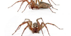 Cómo Identificar Arañas de Hobo y Tratar Mordeduras de Hobo