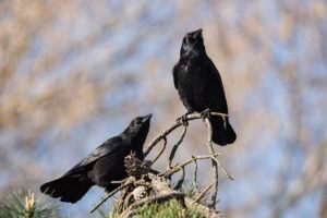 Dos cuervos descansando en el árbol