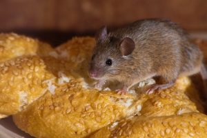 Un ratón está comiendo pan en la cocina