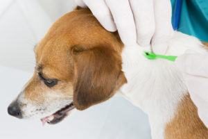 El veterinario está quitando garrapatas del cuerpo del perro