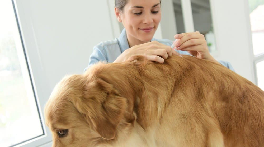 El médico está examinando el cuerpo del perro