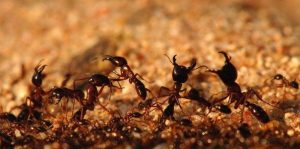 Grupo de hormigas del ejército fuera