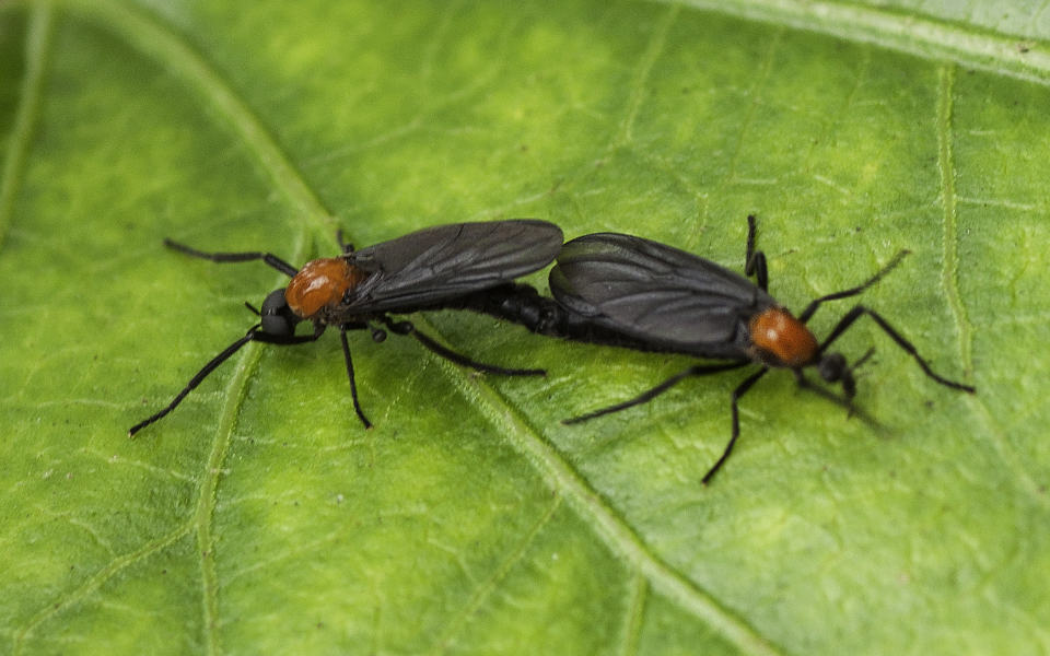 Dos insectos de amor tumbados en una hoja