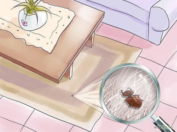 Alfombras Escarabajos: 8 Prevenciones y Cómo Deshacerse de Ellos