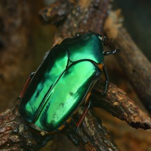 Escarabajo verde en el bosque