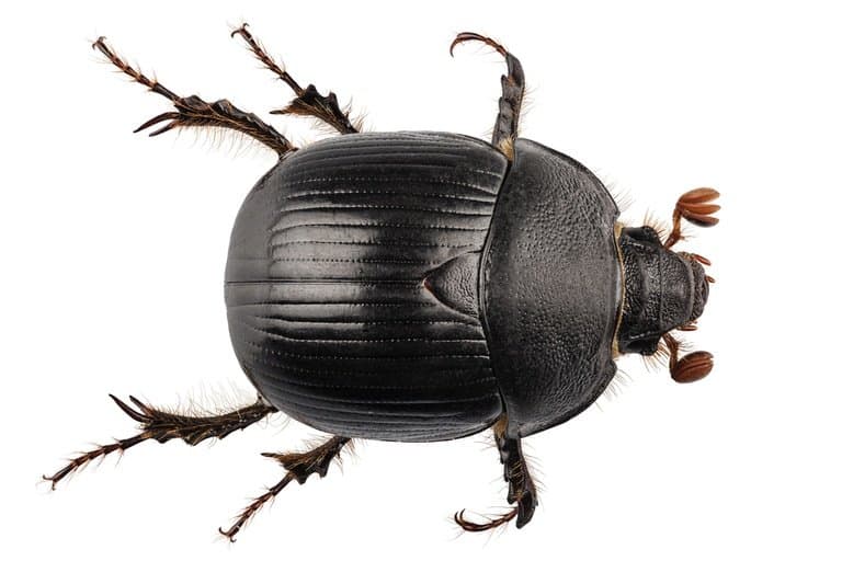 Escarabajos Negros: Hechos, Daños, Causas y Medidas de Seguridad