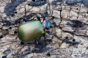 único escarabajo negra en la naturaleza