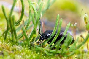 único escarabajo negra en la naturaleza