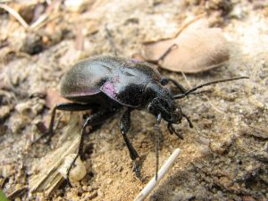 único escarabajo negra en la naturaleza