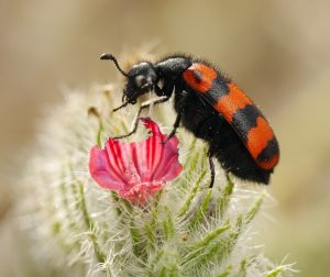 único escarabajo negra en la naturaleza