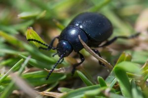 único escarabajo negra en la naturaleza