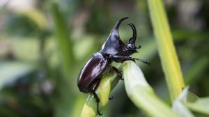 único escarabajo negra en la naturaleza