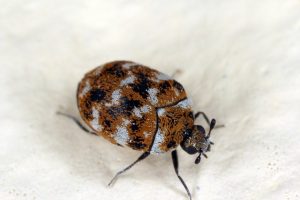 un escarabajo en el suelo