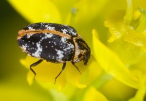 único escarabajo negra en la naturaleza