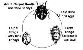 muestra de vida útil de escarabajo negra
