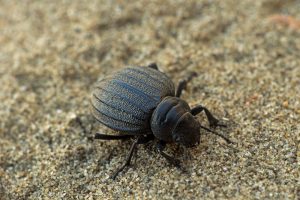 Escarabajo Oscuro