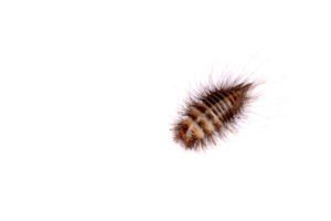 Forma larvada de flavipes de Anthrenus (escarabajo alfombra muebles.)
