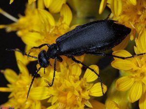 Escarabajo Ampolla — Tratamiento de Mordida de Escarabajo Ampolla