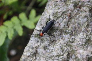 Los 8 Mejores Repelentes para Prevenir el Escarabajo Ampolla