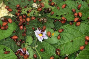 Primer plano escarabajo de patatas de Colorado y larvas en las hojas verdes de las patatas en la luz solar del jardín. 