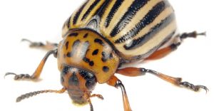 Escarabajo de Patata de Colorado: Datos de Interés y Cómo Deshacerse de Ellos