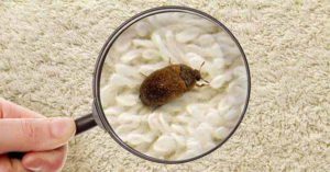 Búsqueda de escarabajos de alfombra en la tela