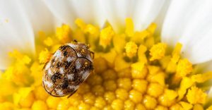 Escarabajo de alfombra variada en la flor.