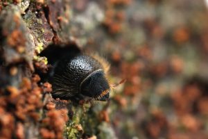 escarabajo de corteza única en la naturaleza