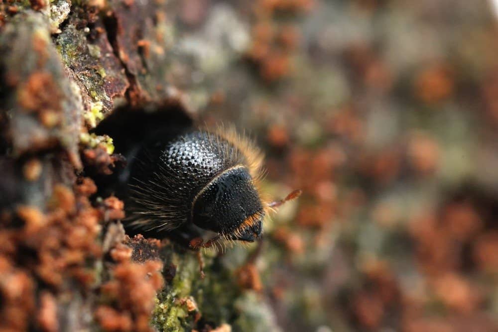 Cómo Deshacerse de los Escarabajos de Corteza