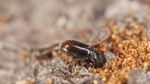 escarabajo de corteza única en la naturaleza