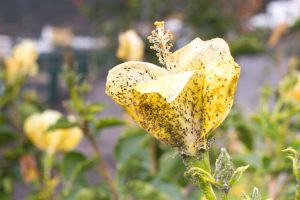 infestación de escarabajos de pulgas en plantas