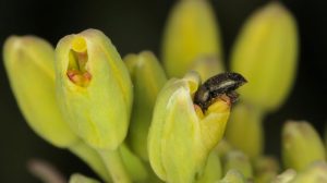 escarabajo de pulgas en la naturaleza