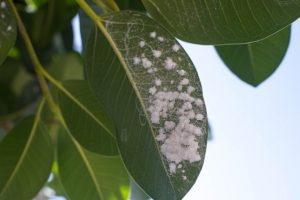 infestación de escarabajos de pulgas en plantas