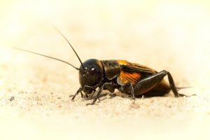 escarabajo de pulgas en la naturaleza