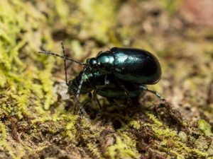escarabajo de pulgas en la naturaleza