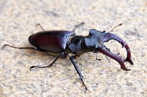 Escarabajo del Ciervo: Datos Generales y Cómo Controlarlos