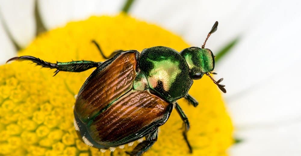 Control de Escarabajos Japoneses: 3 Instrucciones y 3 Medidas de Control