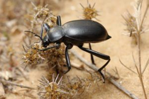 Escarabajo oscuro en el desierto.