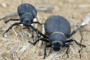 Dos escarabajos oscuros caminando por el desierto.