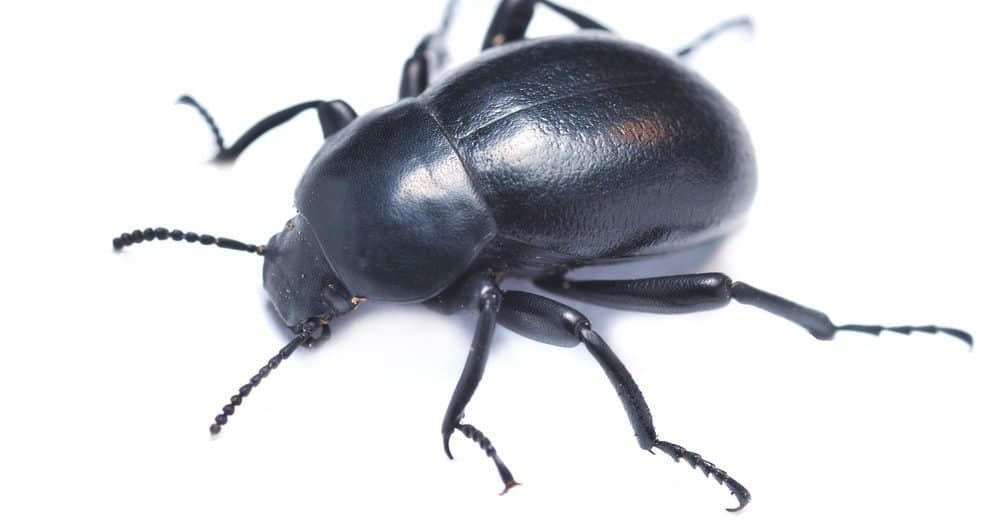 Escarabajo Oscuro: Información Básica Más 5 Datos Divertidos y 3 Formas de Controlarlos