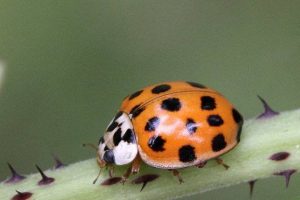 Asiático beatle en verde hoja