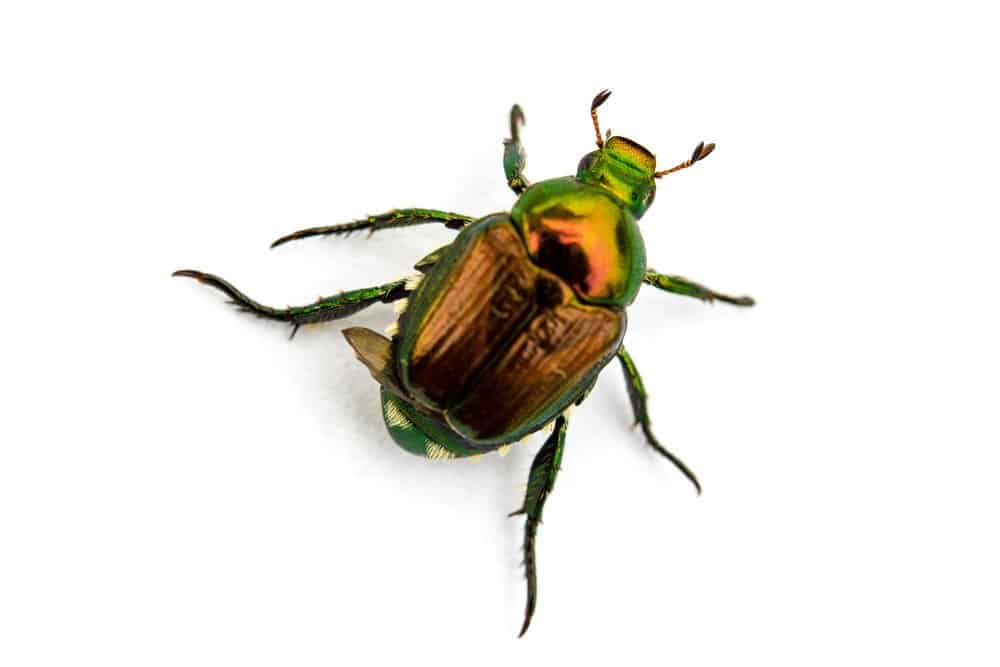 Trampas de Escarabajo Japonesas: 6 Trampas más Vendidas y 5 Trampas DIY