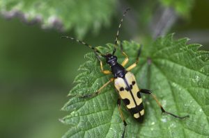 Escarabajos Longhorn