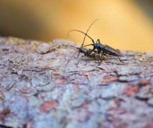 Un par de escarabajos longhorn apareándose en corteza de árbol.