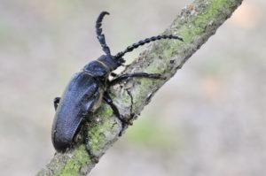Escarabajo Longhorn aislado en la rama.